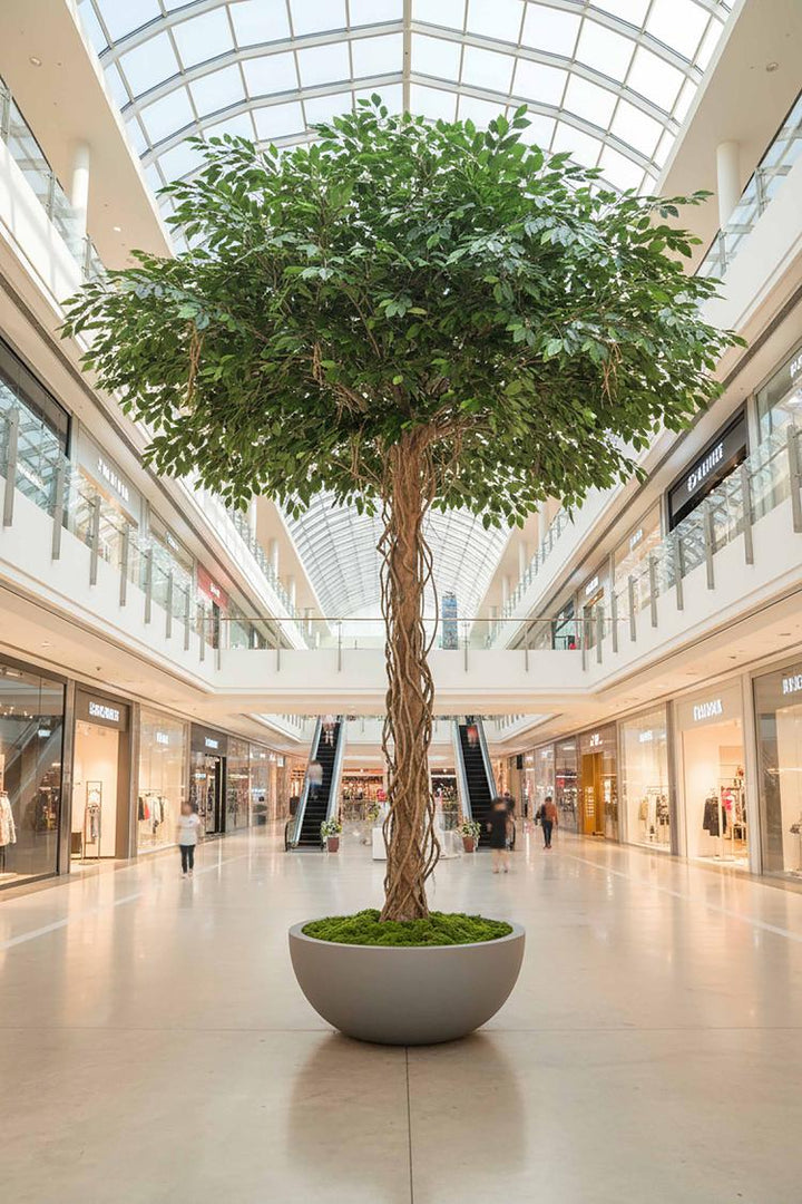 Ficus Exotica Giant Tree 3m