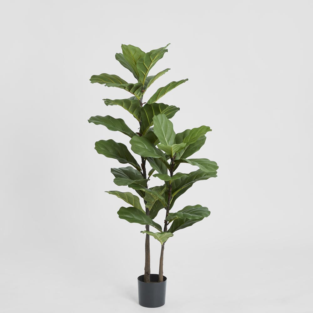Fiddle Leaf Tree 1.13m