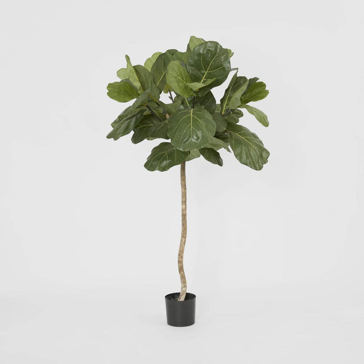 Fiddle Leaf Tree 1.5m