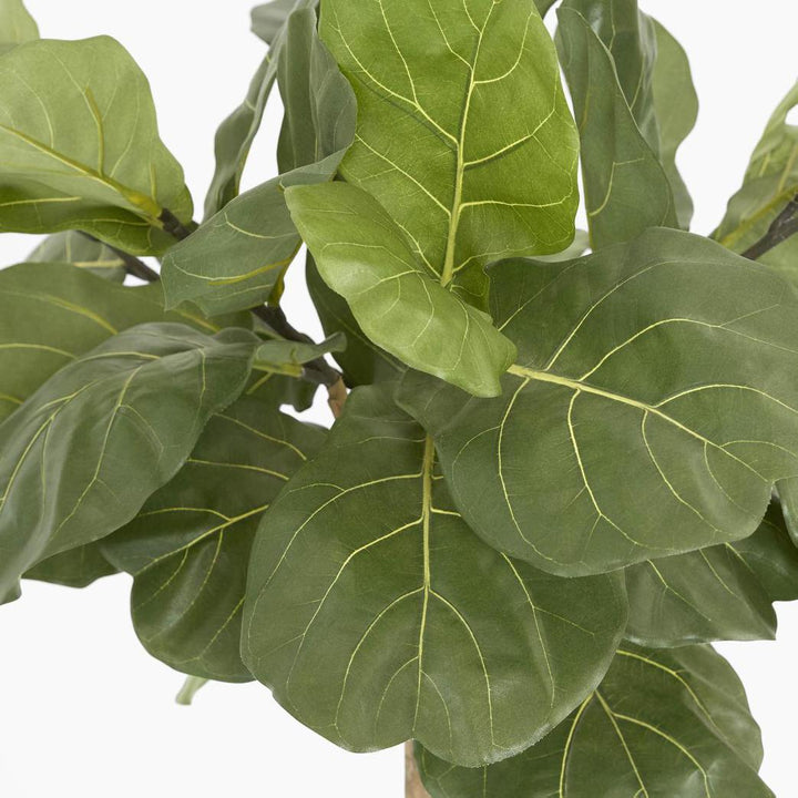 Fiddle Leaf Tree 1.5m
