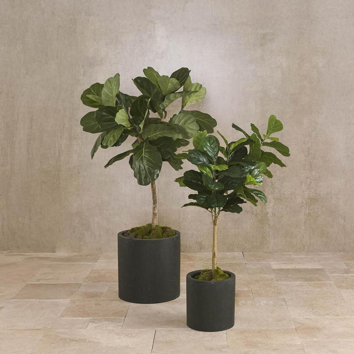Fiddle Leaf Tree 1.5m