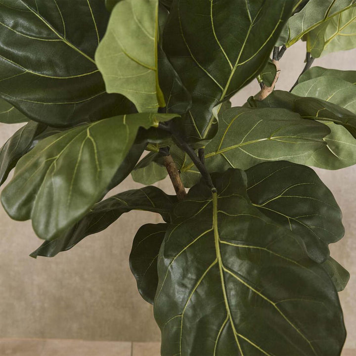 Fiddle Leaf Tree 1.5m