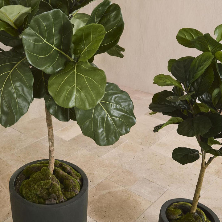 Fiddle Leaf Tree 1.5m