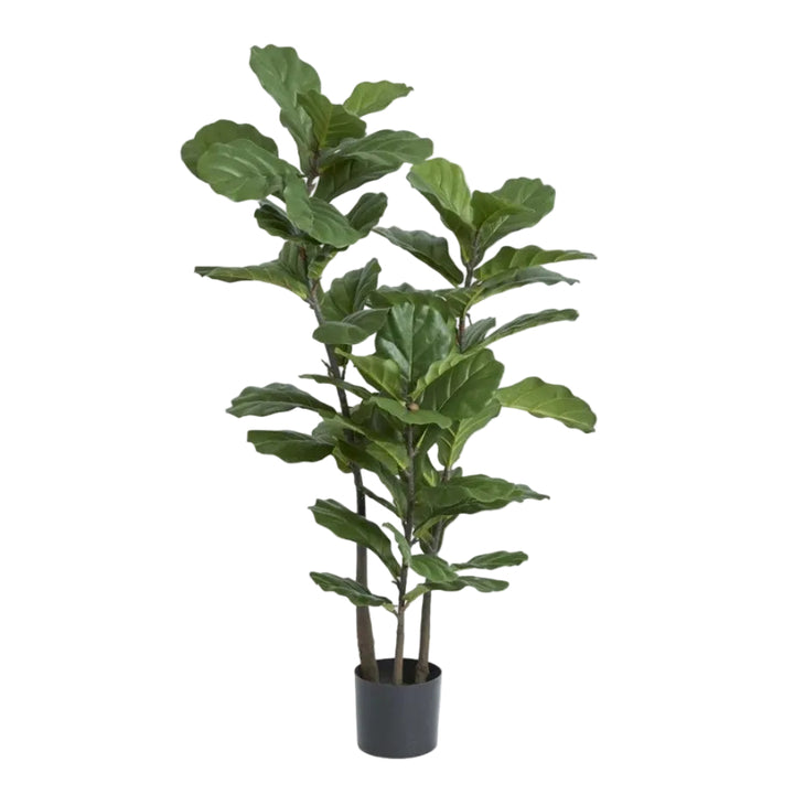 Fiddle Leaf Tree 1.33m