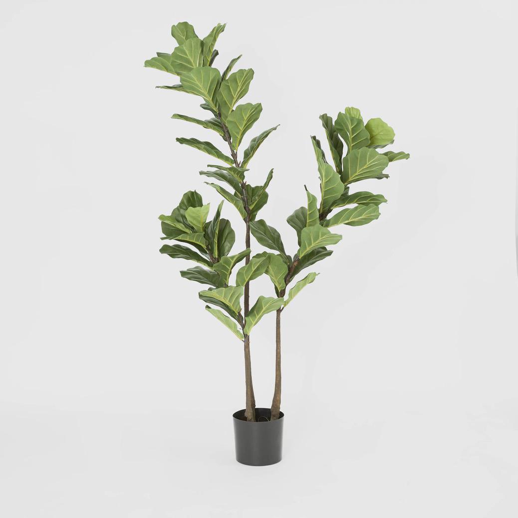 Fiddle Leaf Tree 1.6m