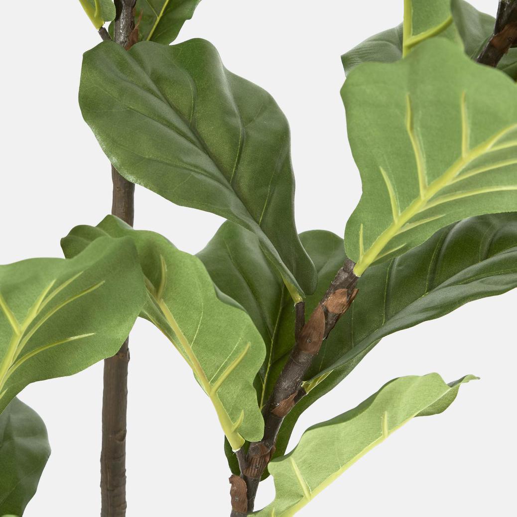 Fiddle Leaf Tree 1.6m