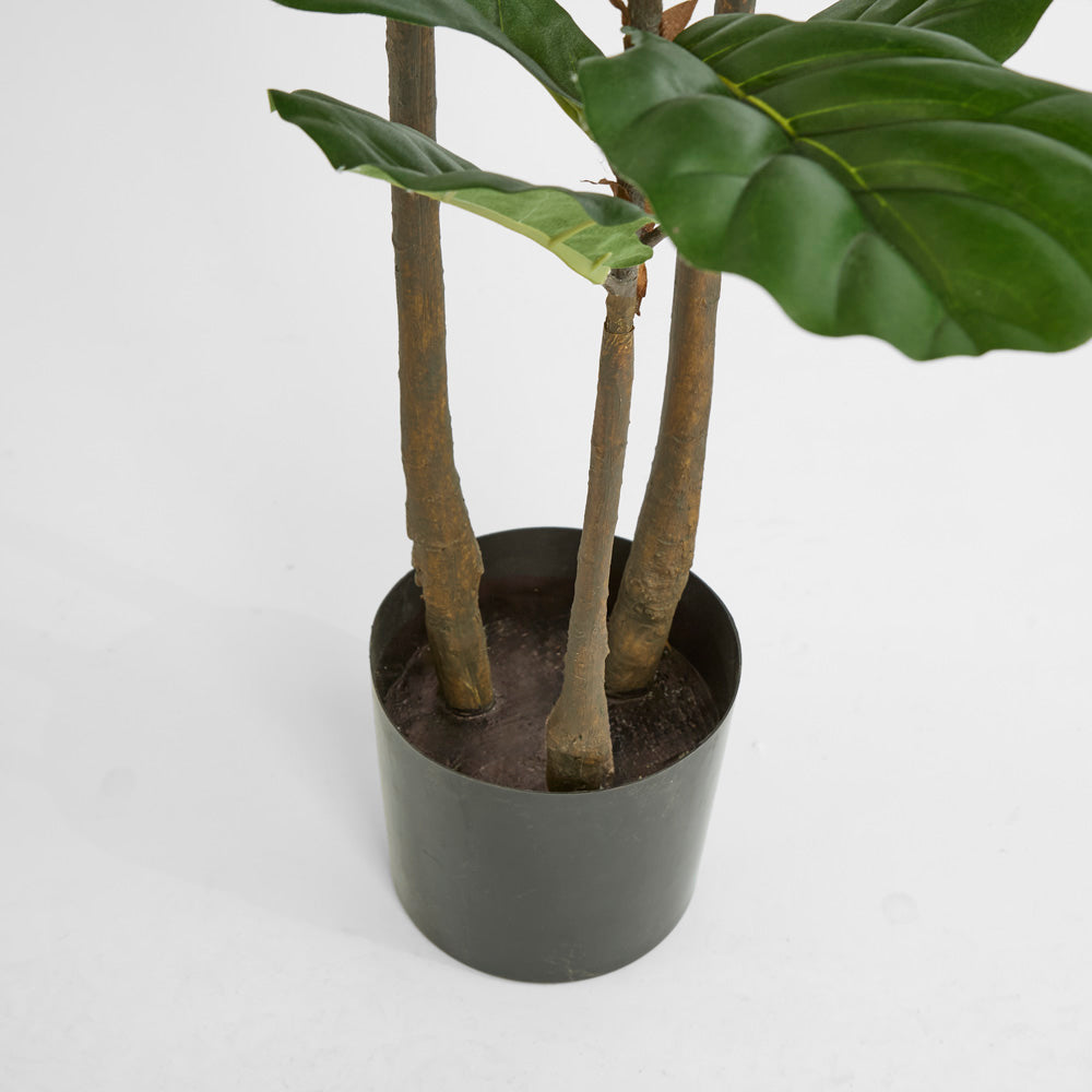 Fiddle Leaf Tree 1.6m