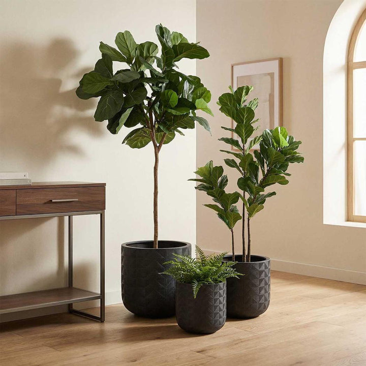 Fiddle Leaf Tree 1.6m