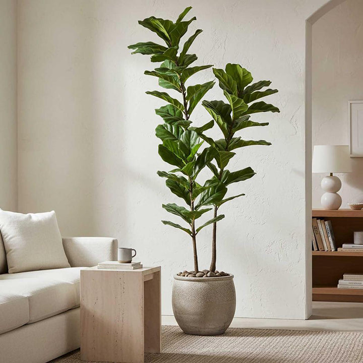 Fiddle Leaf Tree 1.6m