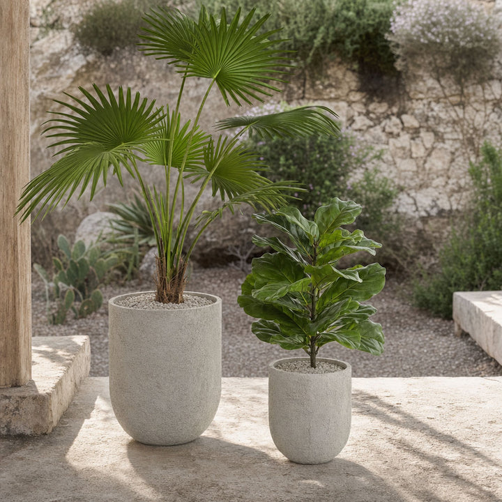 Fiddle Leaf Fig Potted Plant 65cm