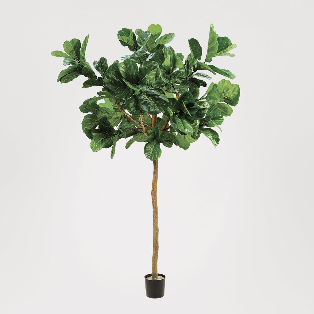 Fiddle Leaf Giant Tree 3.2m