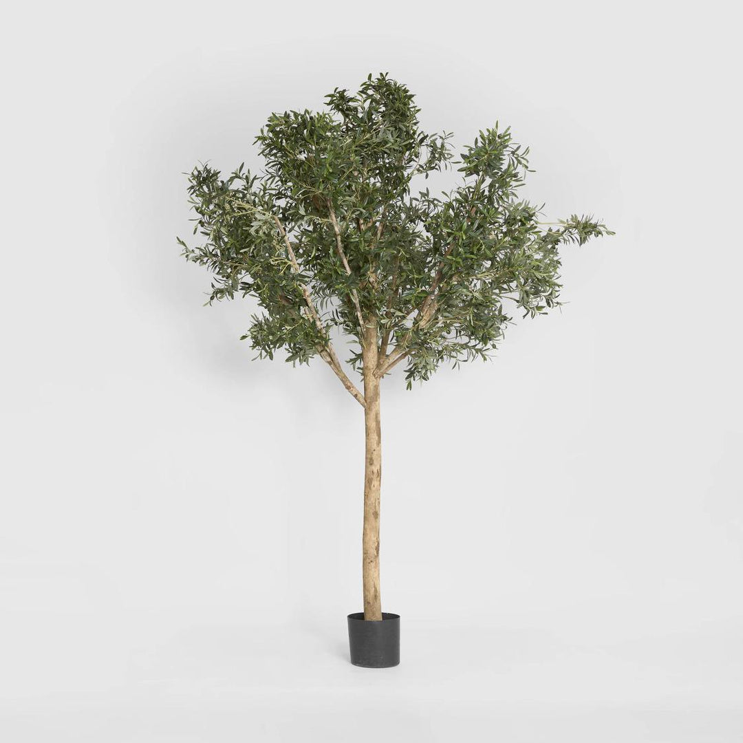 Giant Olive Tree 2.3m