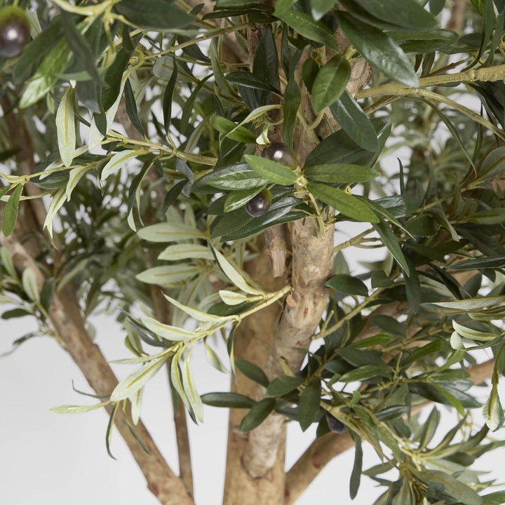 Giant Olive Tree 2.3m