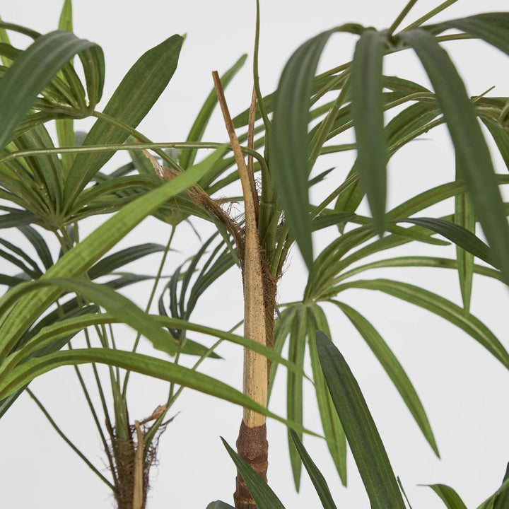Honey Lady Palm 1.4m