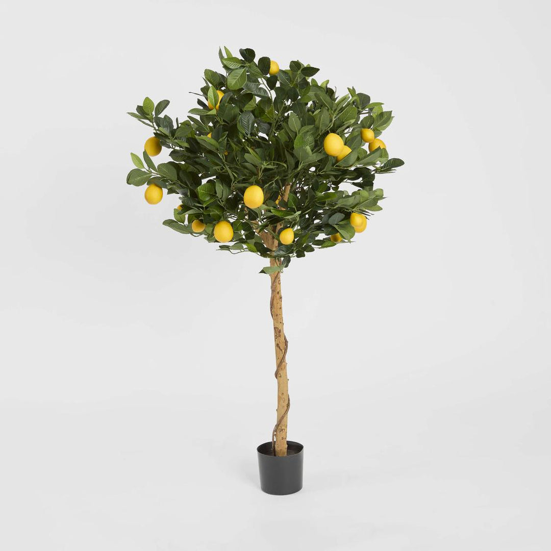Golden Lemon Tree 0.9m