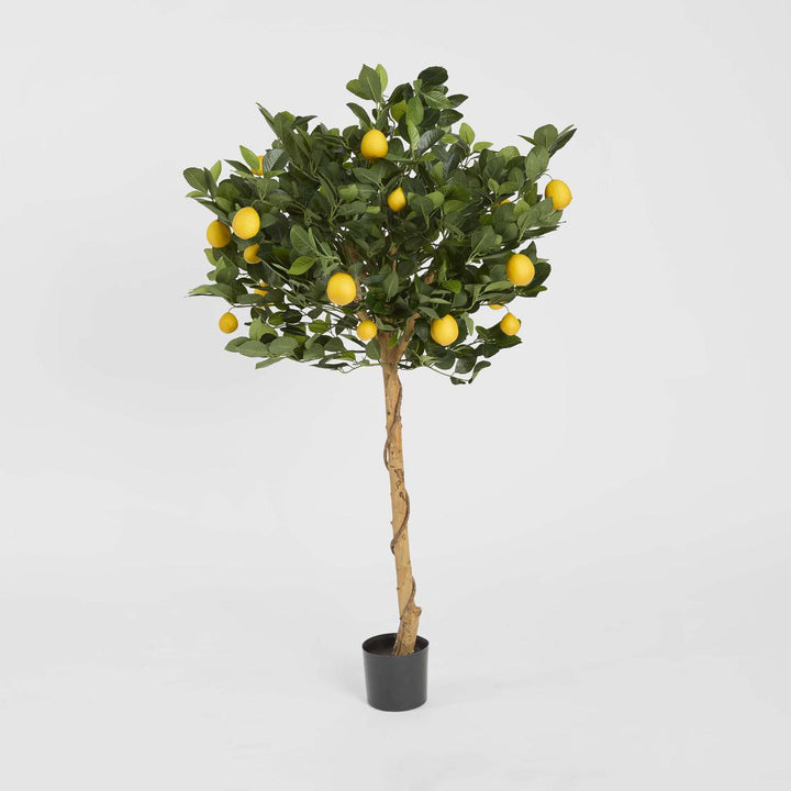 Golden Lemon Tree 0.9m