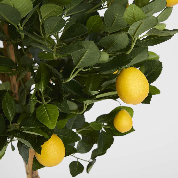 Golden Lemon Tree 0.9m