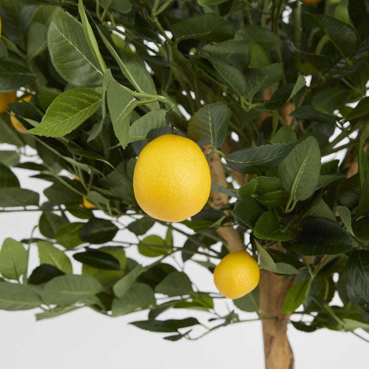Golden Lemon Tree 0.9m