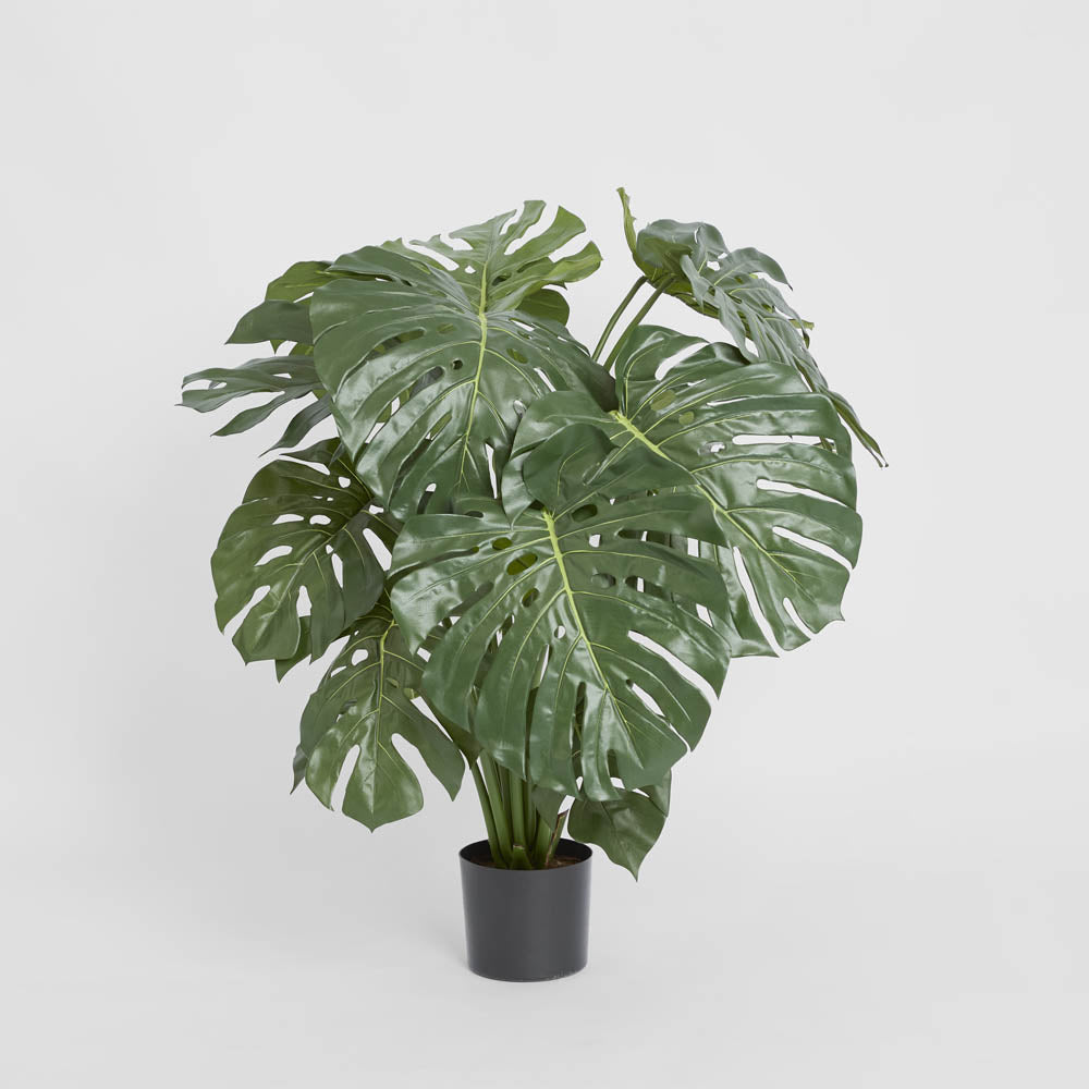 Monstera Split Philo 98cm