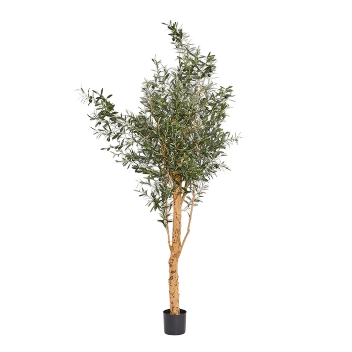150cm Olive Tree