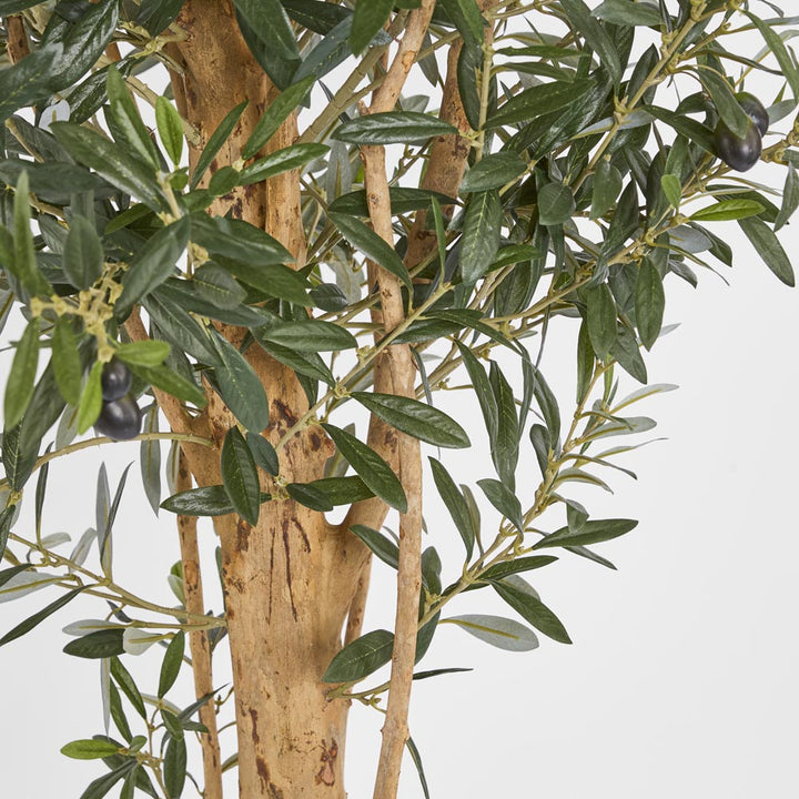 150cm Olive Tree