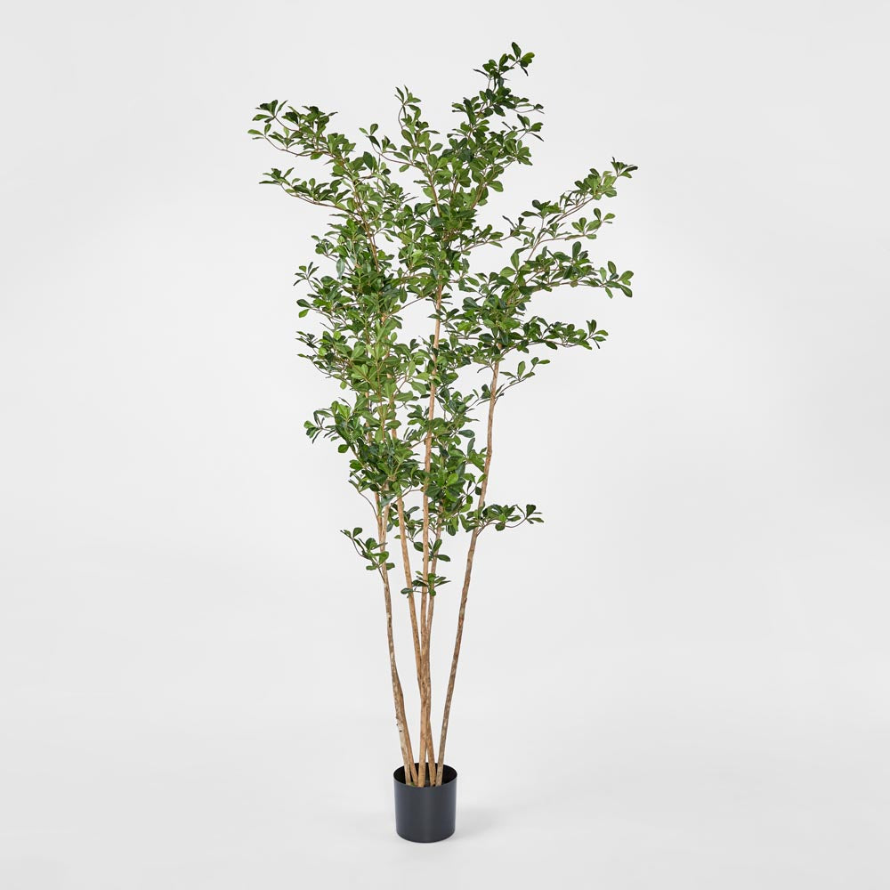Olive Tree Oriental In Black Plastic Pot