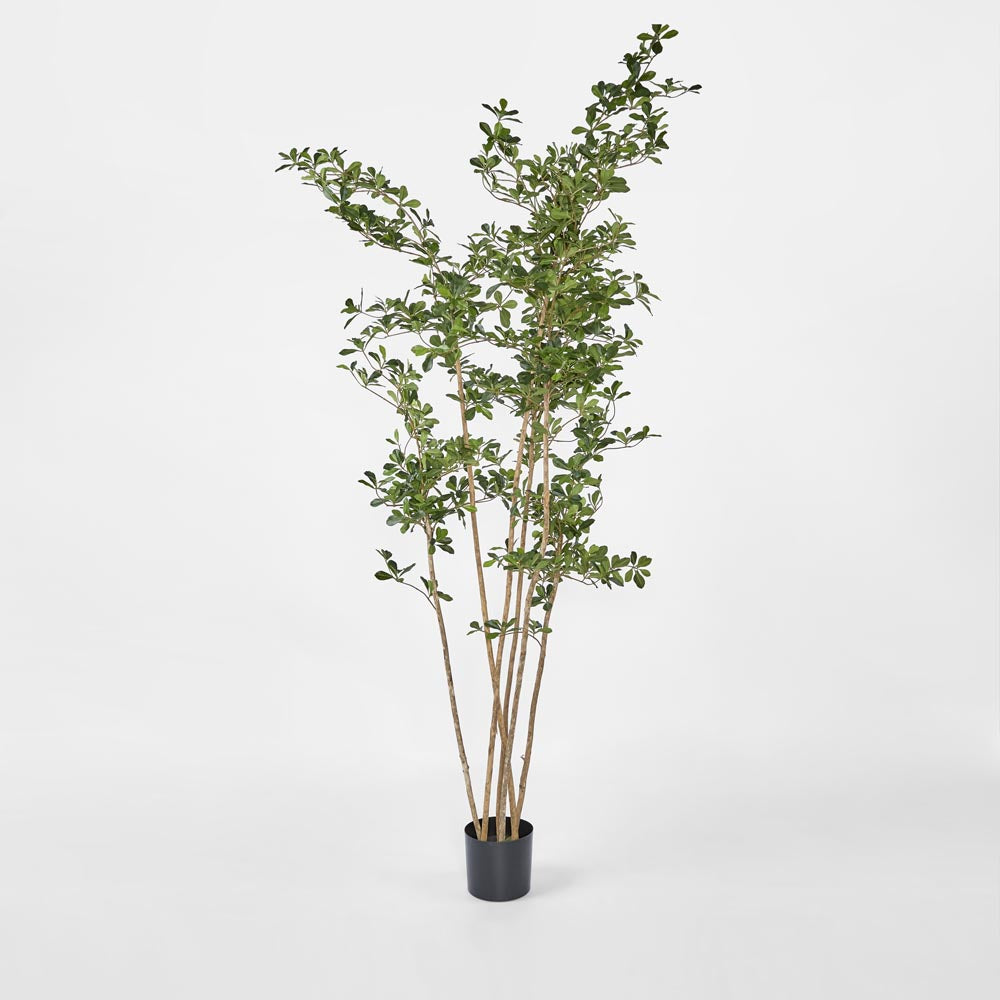 Olive Tree Oriental In Black Plastic Pot