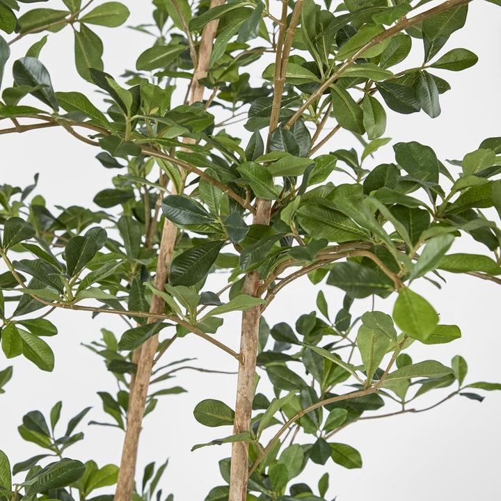 Olive Tree Oriental In Black Plastic Pot