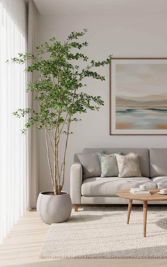Olive Tree Oriental In Black Plastic Pot