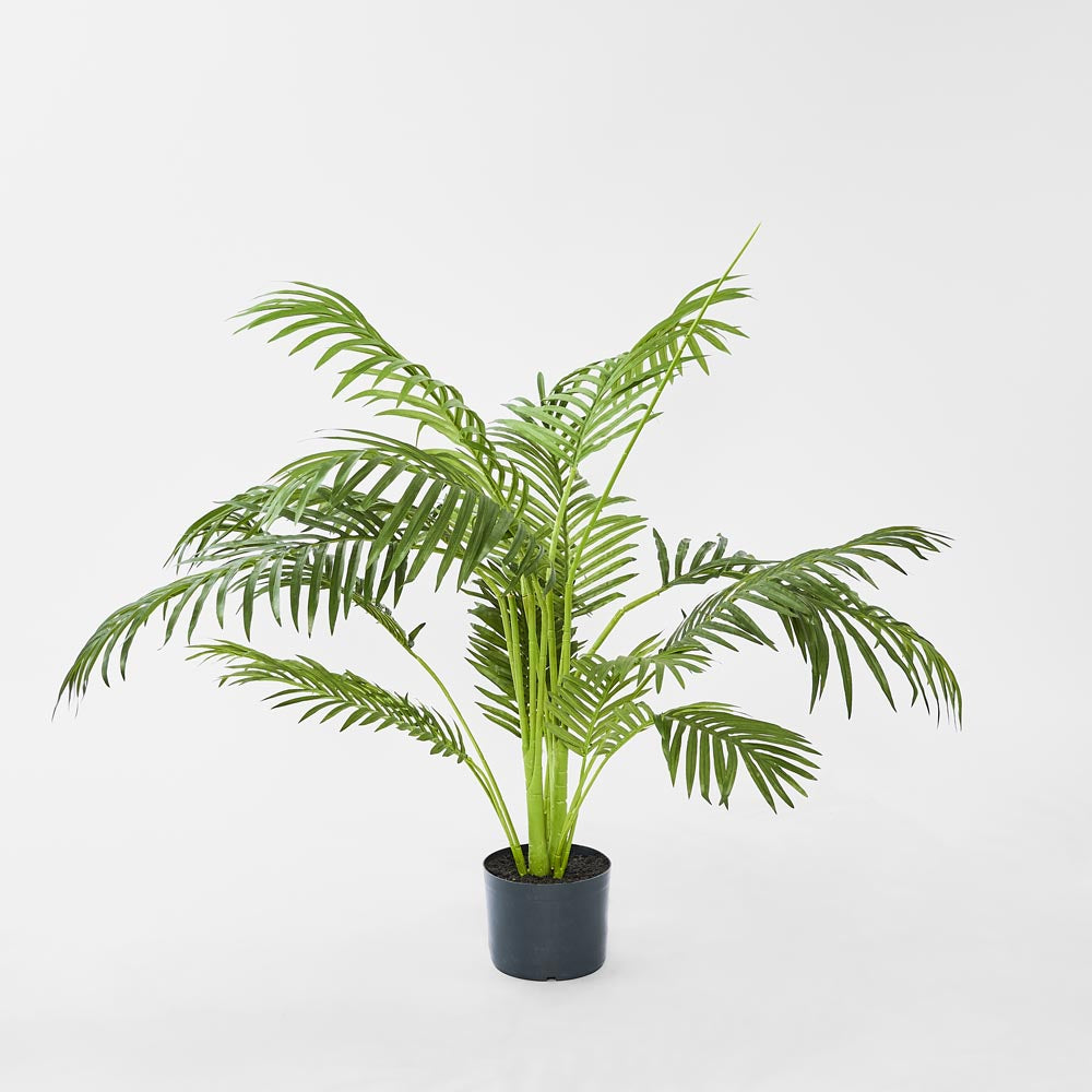 Palm Paradise in Pot 1m