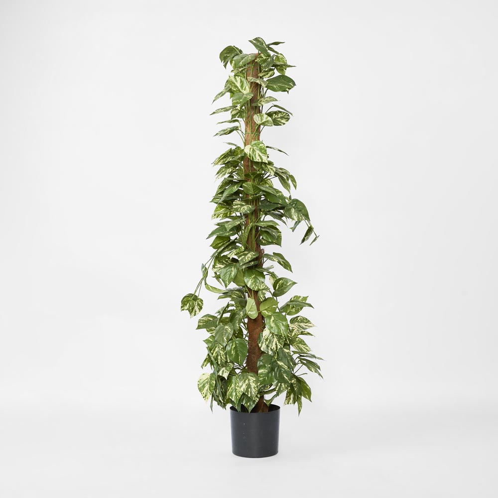 Pothos Vines on Coconut Pole 1.5m