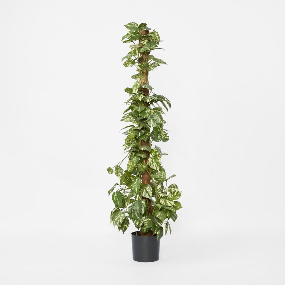 Pothos Vines on Coconut Pole 1.5m