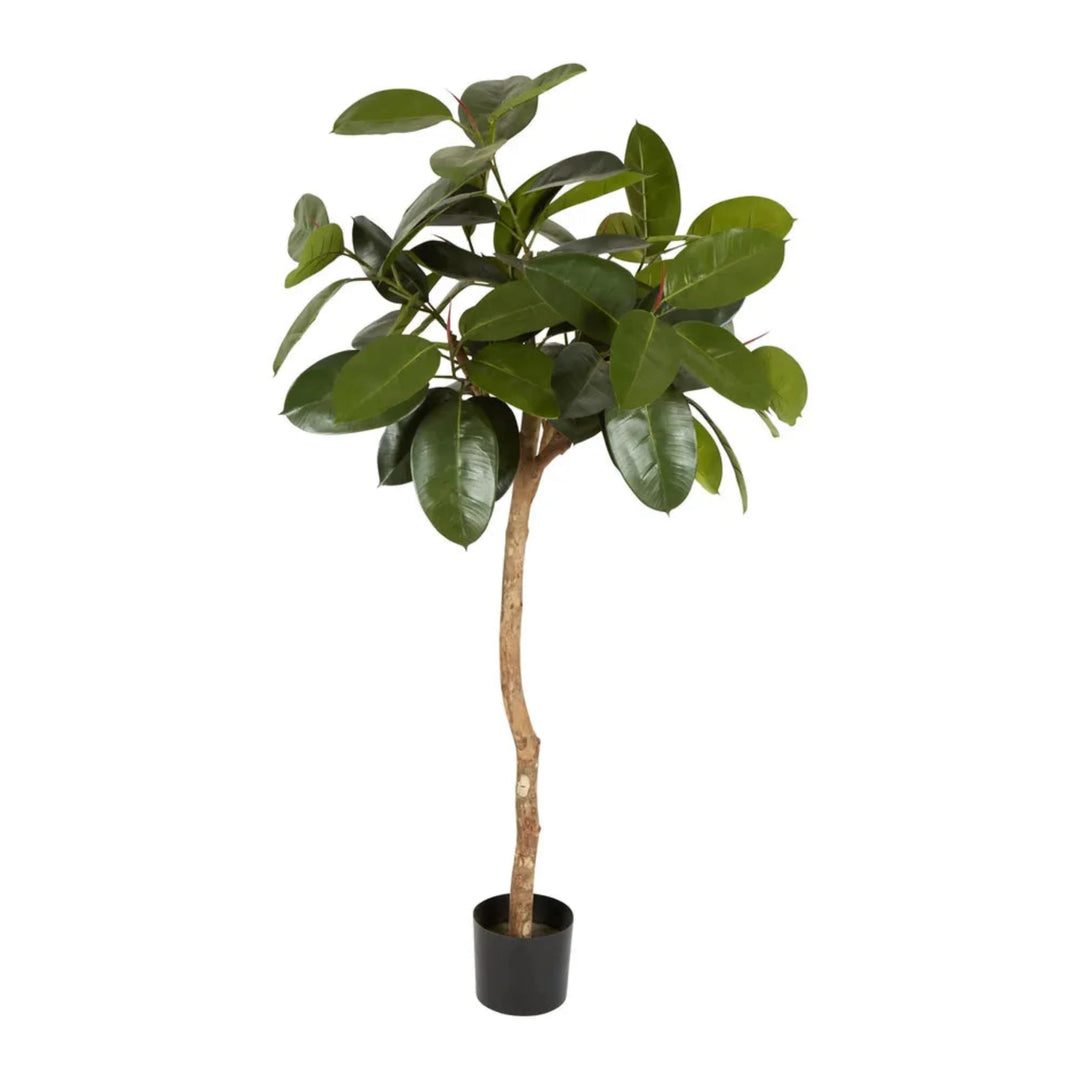 Rubber Plant Tree 1.2m