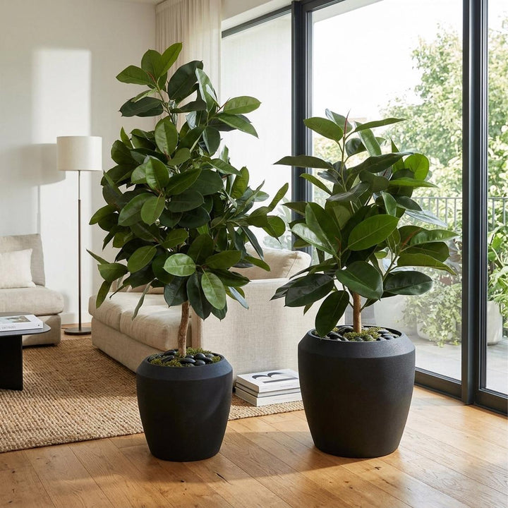 Rubber Plant Tree 1.7m