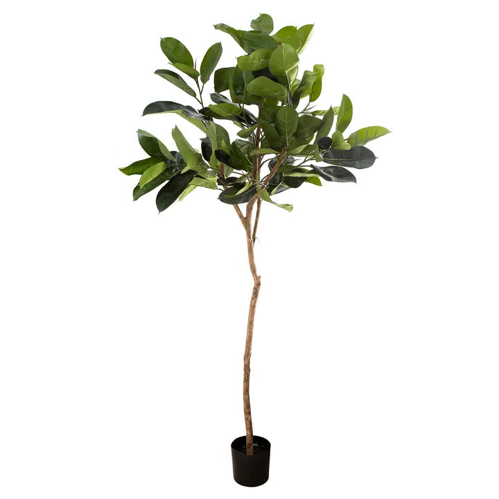 Rubber Plant Tree 1.83m