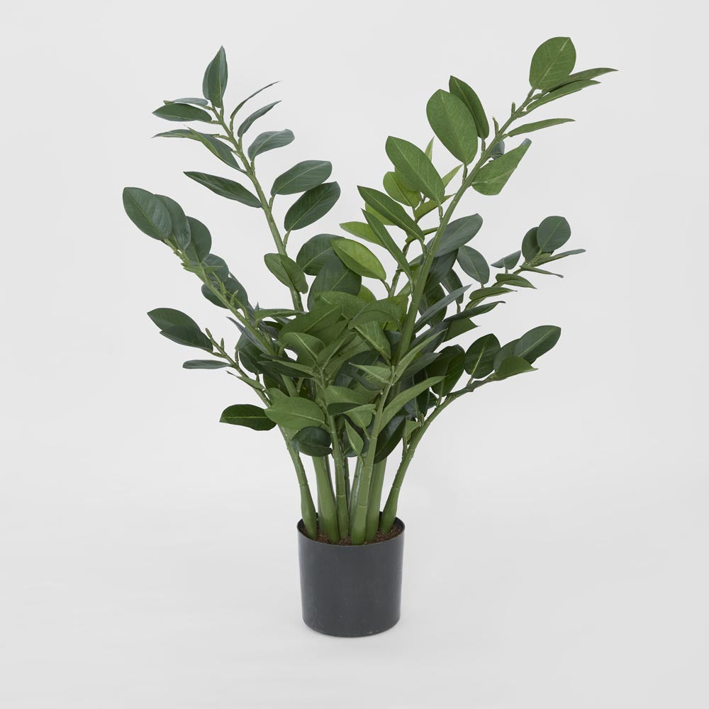 Zanzibar (Smargago) Potted Plant 66cm