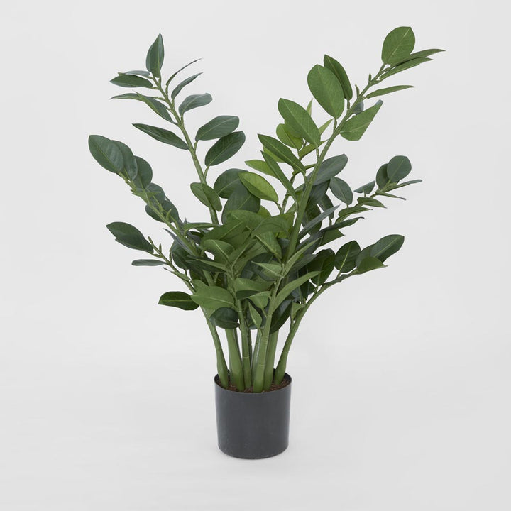 Zanzibar (Smargago) Potted Plant 66cm