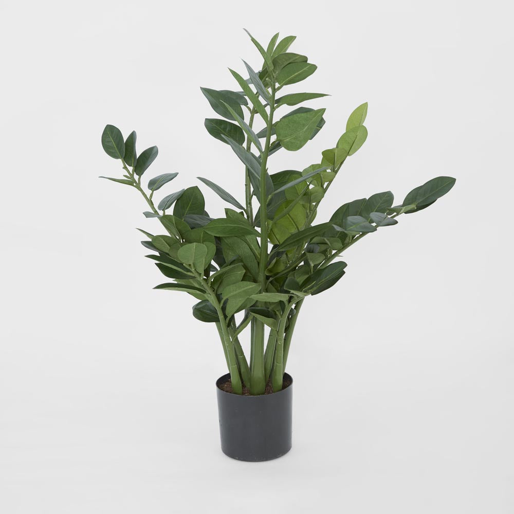 Zanzibar (Smargago) Potted Plant 66cm