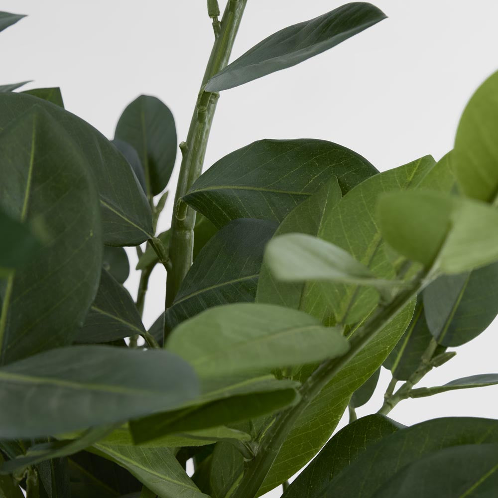 Zanzibar (Smargago) Potted Plant 66cm