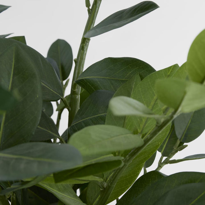 Zanzibar (Smargago) Potted Plant 66cm