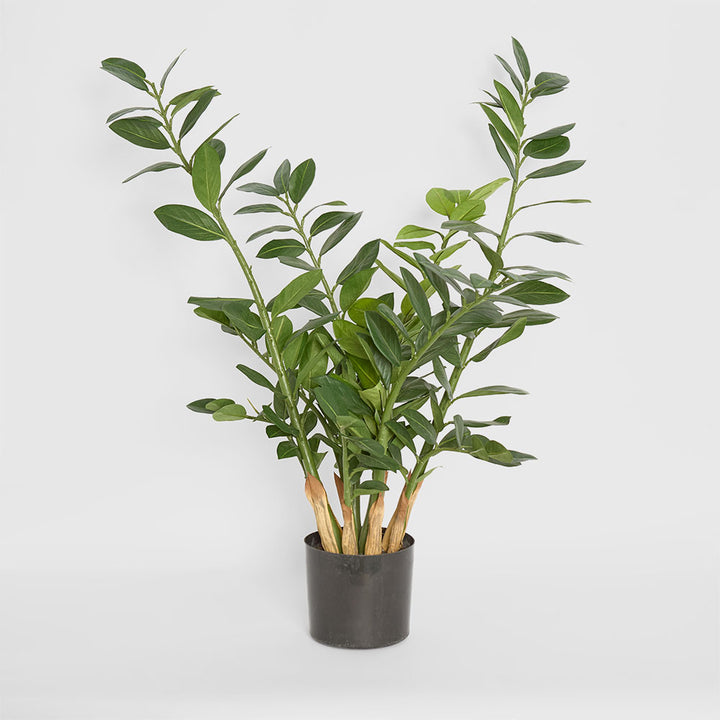 Zanzibar (Smargago) Potted Plant 90cm