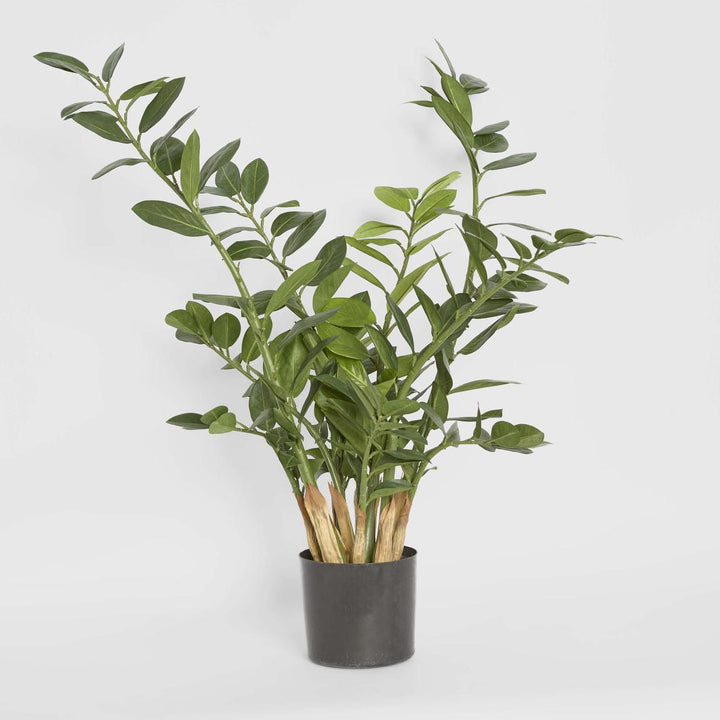 Zanzibar (Smargago) Potted Plant 90cm