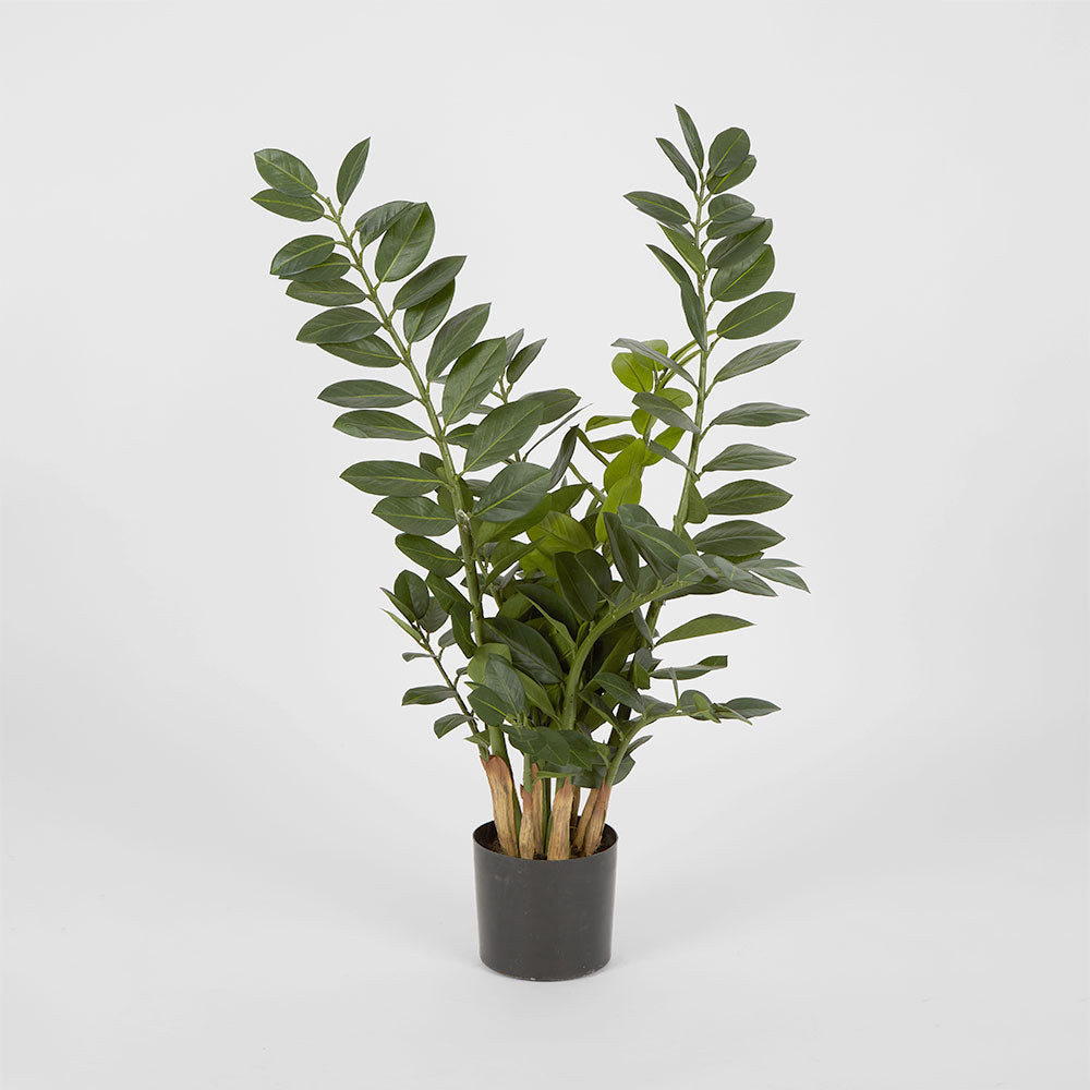 Zanzibar (Smargago) Potted Plant 90cm