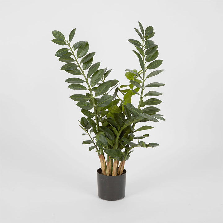 Zanzibar (Smargago) Potted Plant 90cm
