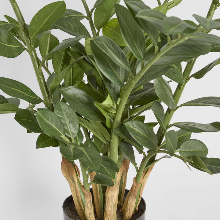 Zanzibar (Smargago) Potted Plant 90cm