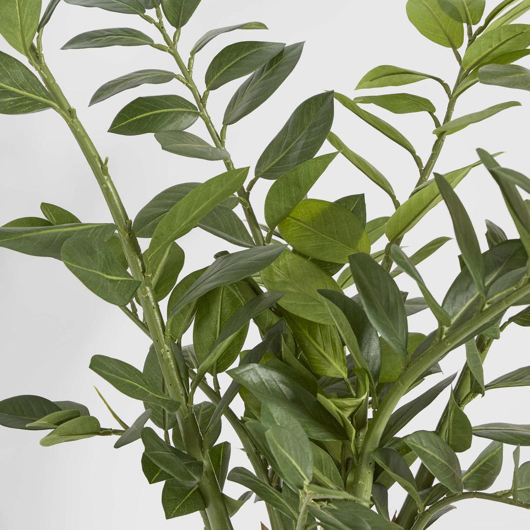 Zanzibar (Smargago) Potted Plant 90cm