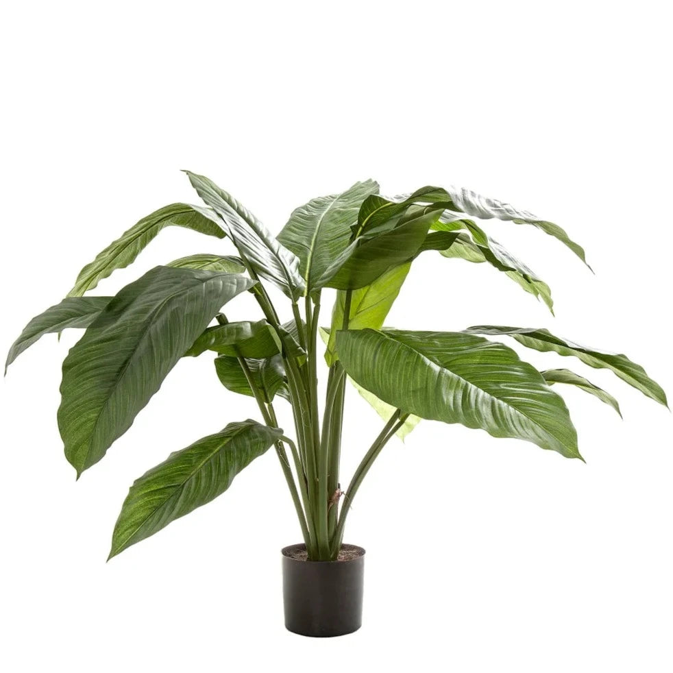 Spathiphyllum Potted 66cm