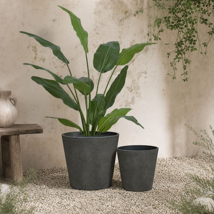 Travellers Palm 1.2m