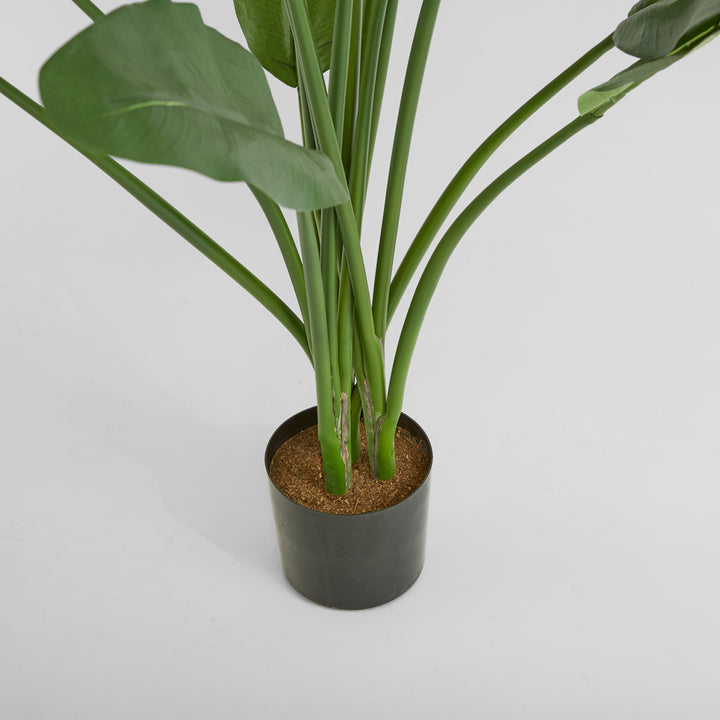 Travellers Palm 1.8m