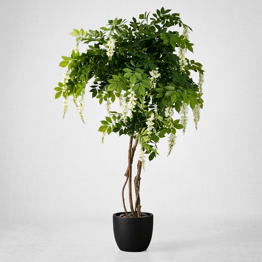 Wisteria Tree White 1.9m